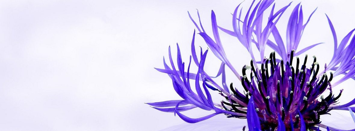 pistils de fleur violette sur fond blanc