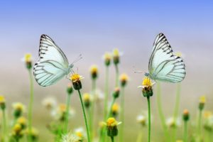 deux papillons face à face chacun sur une fleur